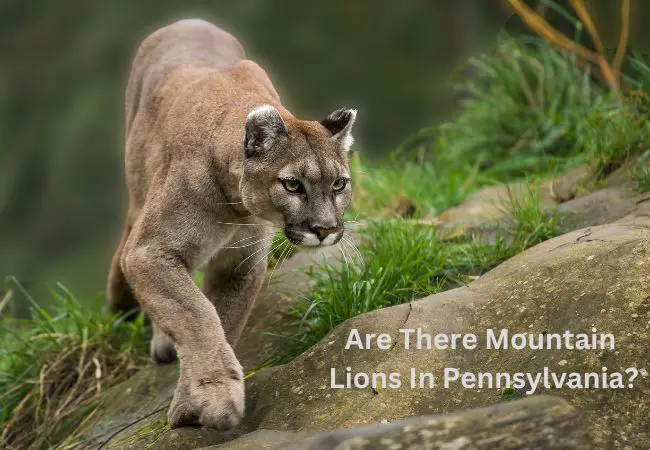 Are There Mountain Lions In Pennsylvania (PA)?